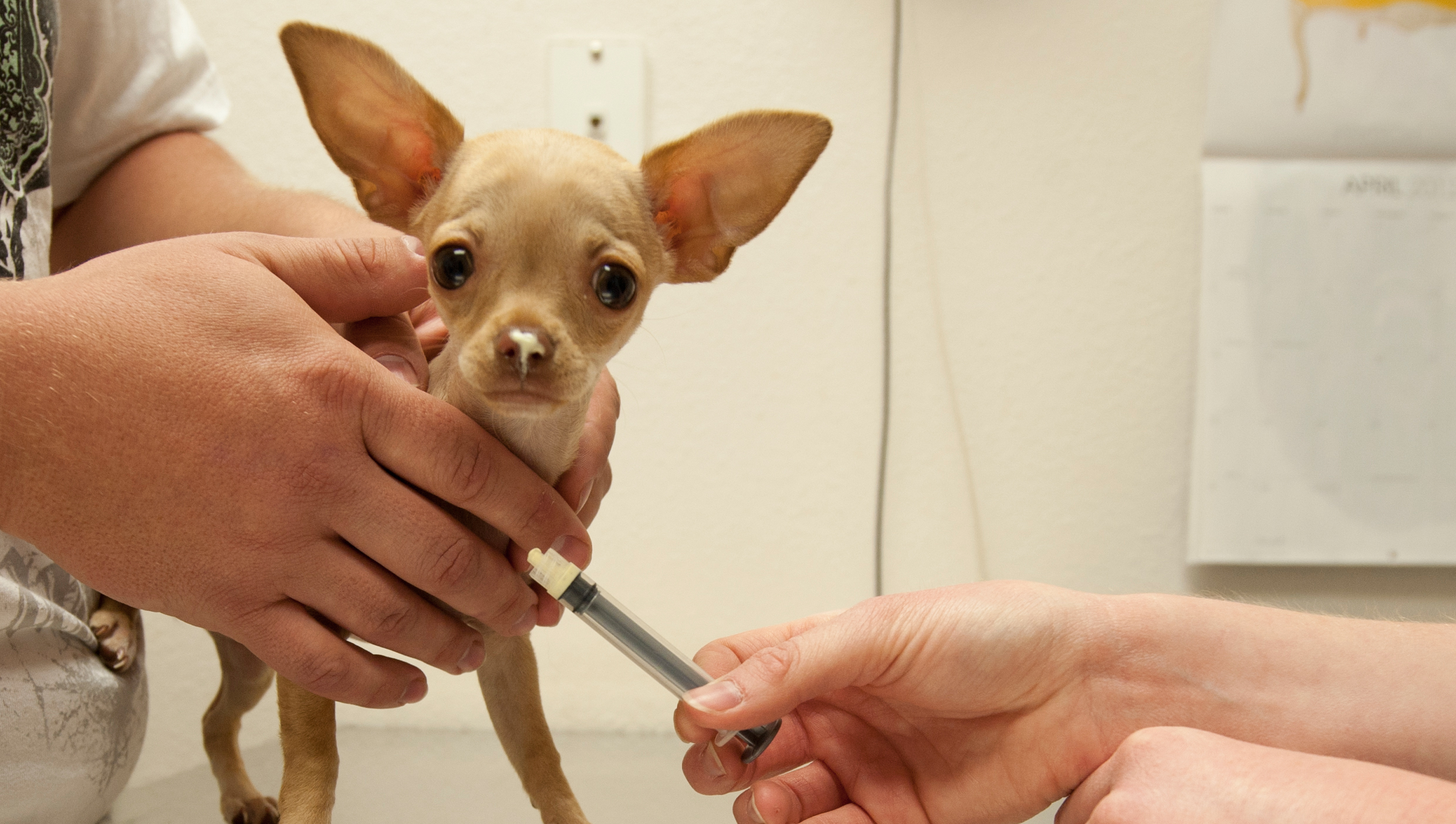 4 tipy, jak vašemu pejskovi zpříjemnit návštěvu veterináře