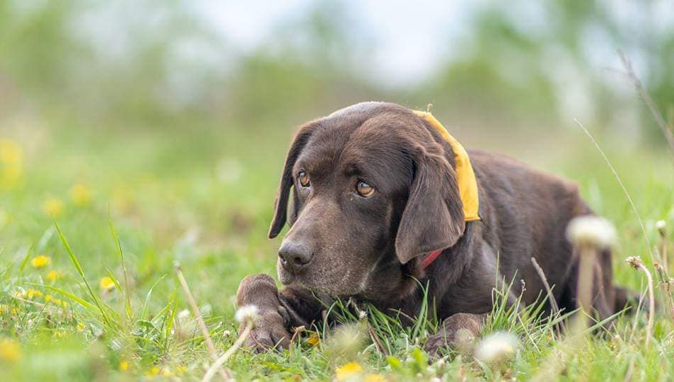 Psí babička Daisy