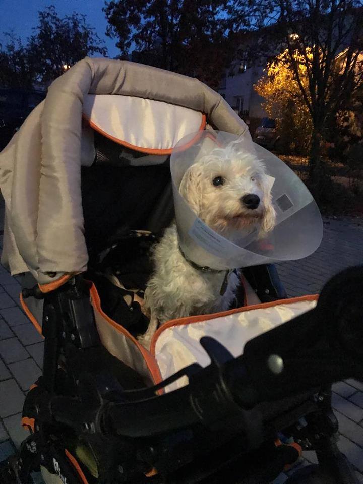 Ája a její trable s packou