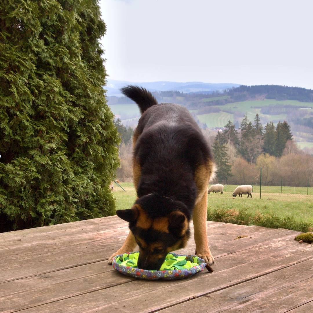 Dogsie Salad - interaktivní hračka pro psy — fotka 5 z 5
