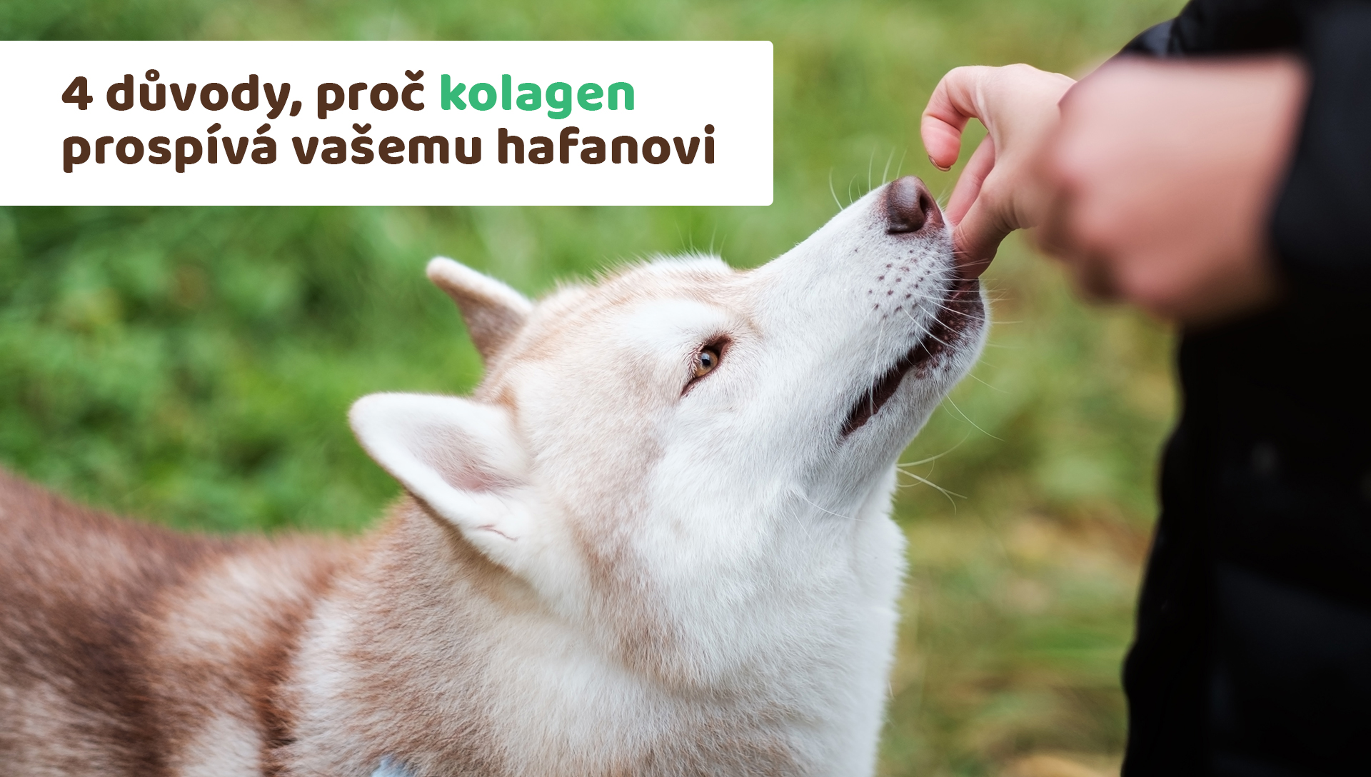 4 důvody, proč kolagen prospívá vašemu hafanovi