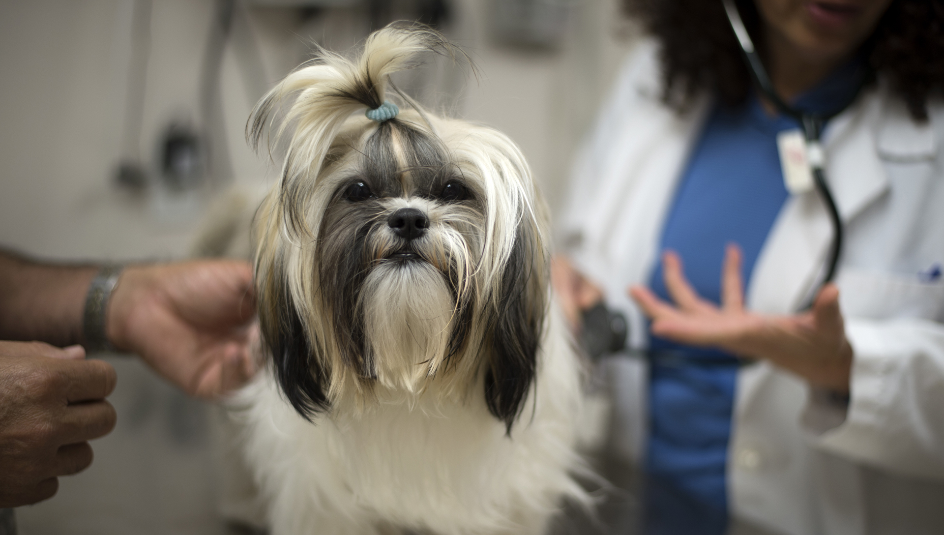 6 tipů, jak vybrat toho nejlepšího veterináře pro vašeho pejska
