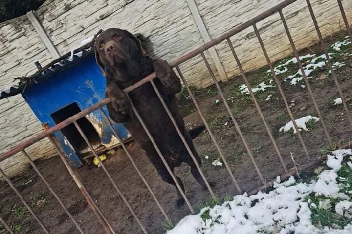 Zanedbaný obr Amos