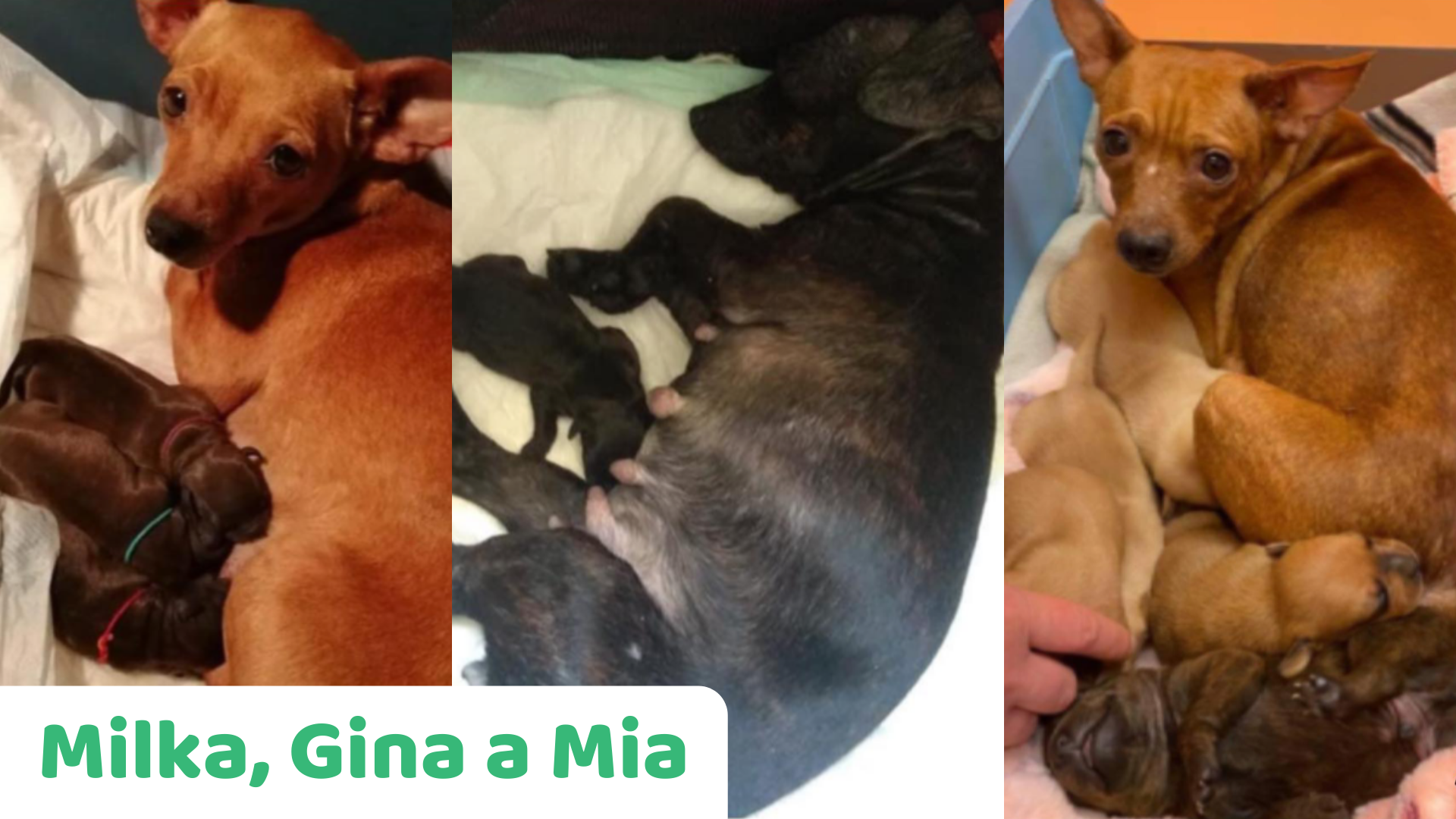 Milka, Gina a Mia z množírny