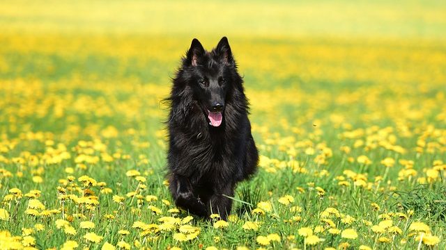 Pylová alergie se nevyhýbá ani psům