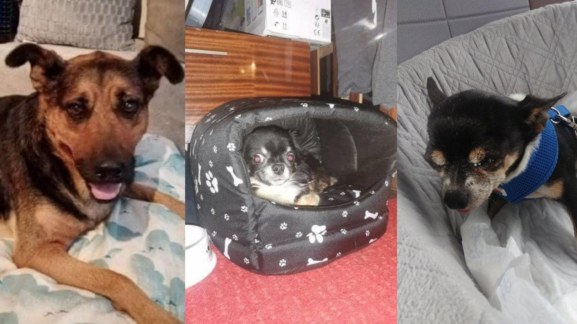 Nutné ortopedické operace pro Ricka, Chipa a Ritu