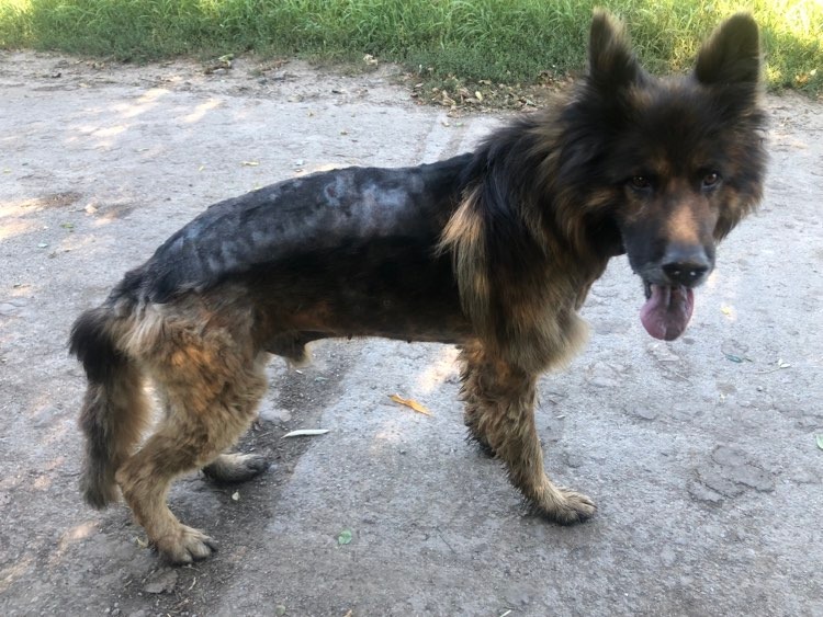 Méďa Cliff a jeho trápení s kožíškem