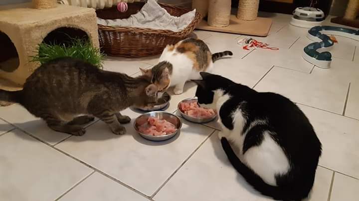 Pomoc kočičkám ze spolku Pozor kočka!